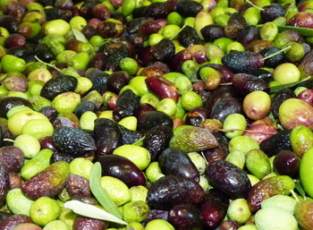 Trituration de vos olives